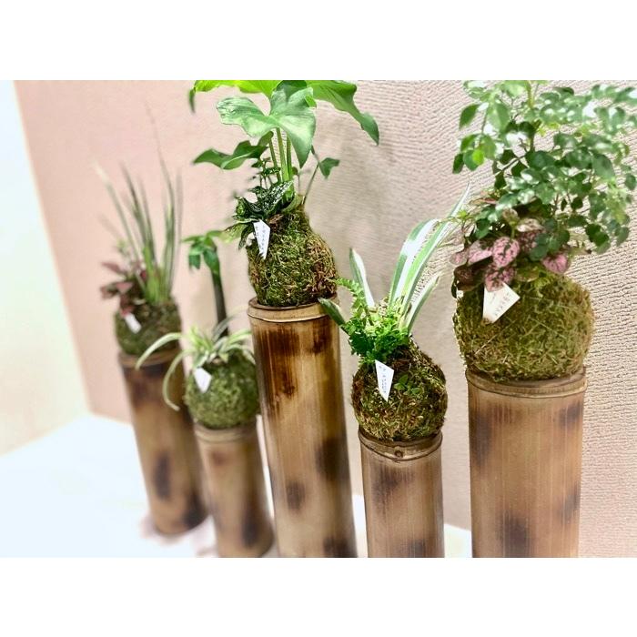 竹プランター 美 スタンド型５連 観葉植物含む苔玉付き Take01 Ecoいち Yahoo 店 通販 Yahoo ショッピング