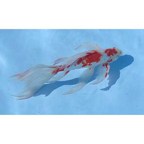 【値下げ⭕️】 FRP水槽　鑑賞用　足湯　露天風呂　500リットル　180cm×80cm×40ｃｍ 西濃運輸営業所止め 【MY9138438448】(32108円)