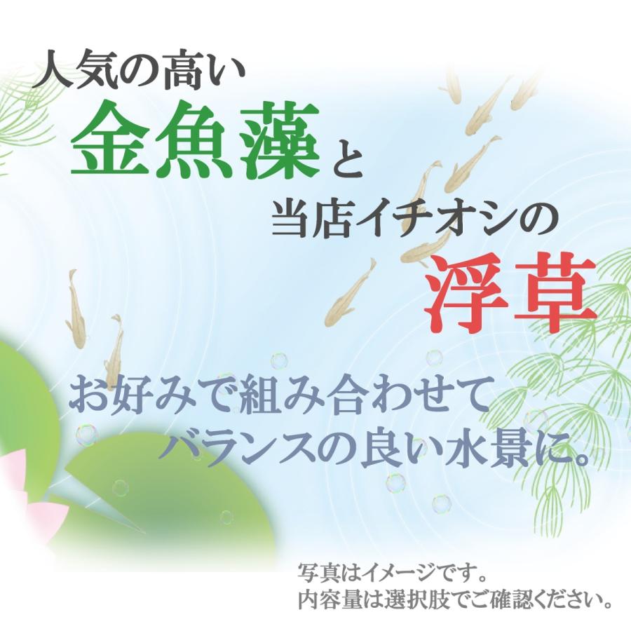 送料無料 組み合わせ自由 金魚藻+浮草セット 国産水草 無農薬|econiche|02