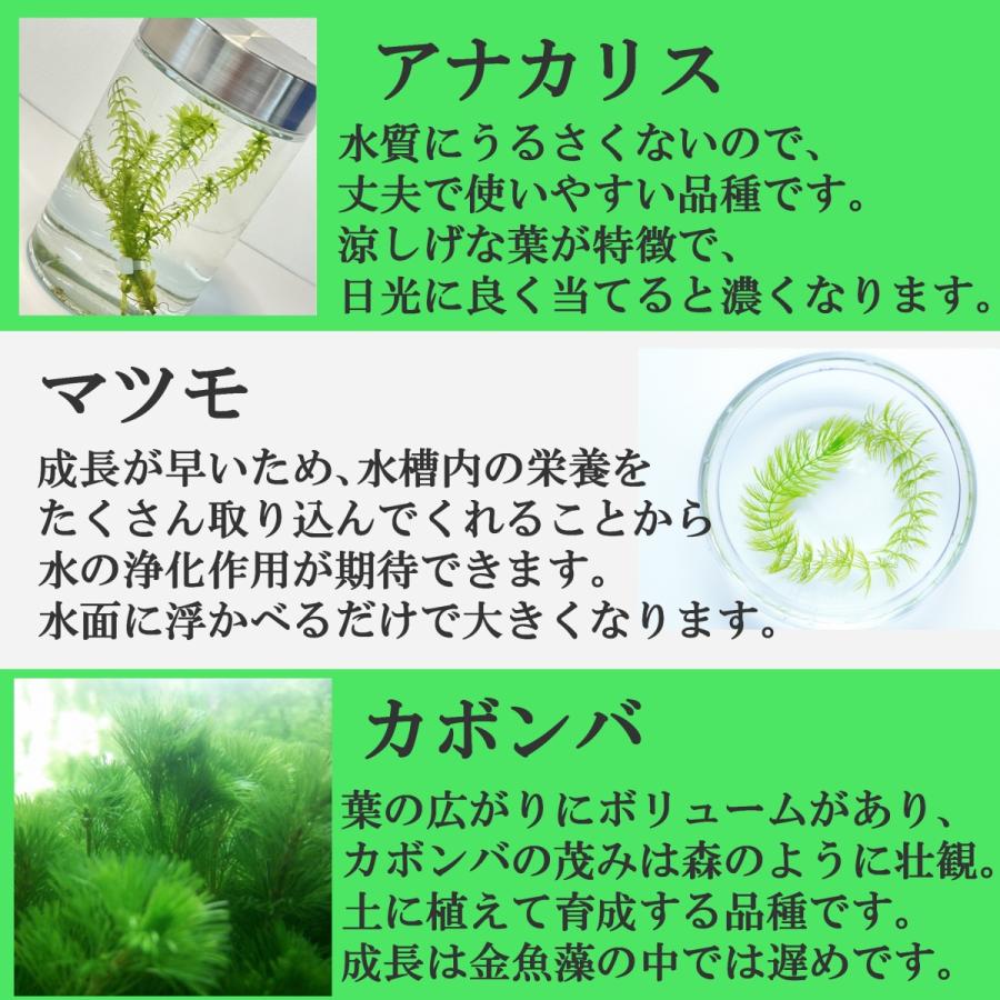 送料無料 組み合わせ自由 金魚藻+浮草セット 国産水草 無農薬|econiche|03