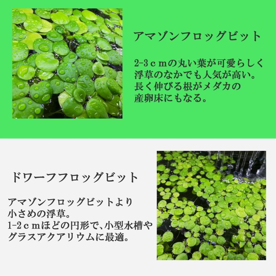 送料無料 組み合わせ自由 金魚藻+浮草セット 国産水草 無農薬|econiche|04