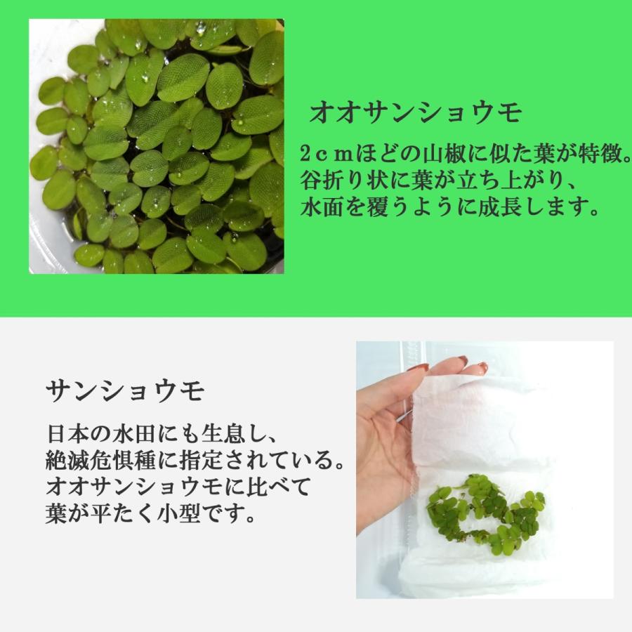 送料無料 組み合わせ自由 金魚藻+浮草セット 国産水草 無農薬|econiche|05