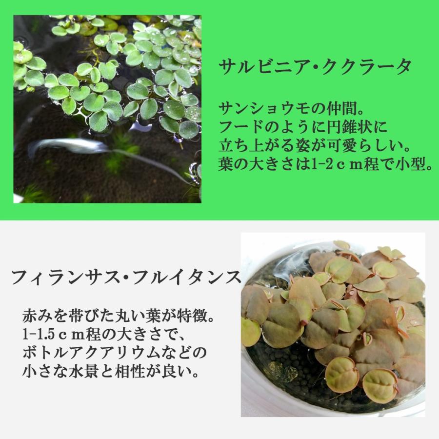 送料無料 組み合わせ自由 金魚藻+浮草セット 国産水草 無農薬|econiche|06