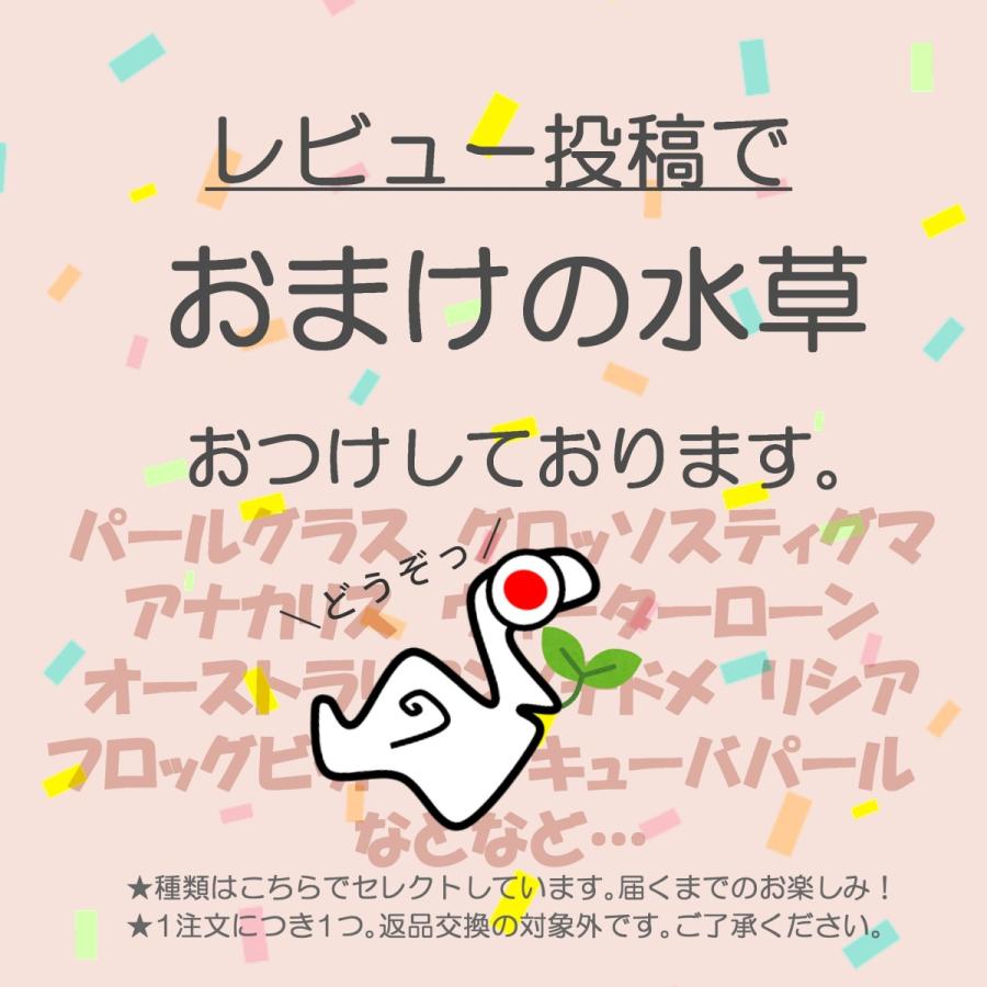 送料無料 組み合わせ自由 金魚藻+浮草セット 国産水草 無農薬|econiche|08