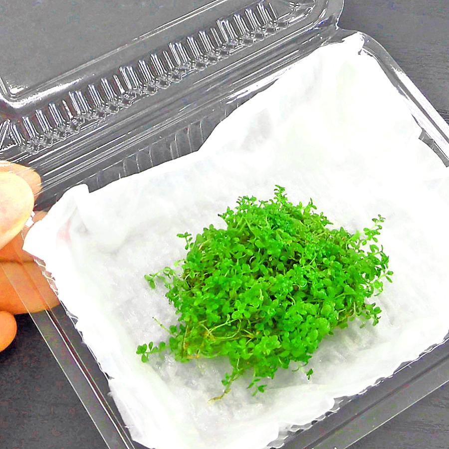水草)国産 キューバパールグラス(無農薬)前景草 水上葉 :mizukusa0101:econiche 通販 水草 キューバパールグラス 水中葉
