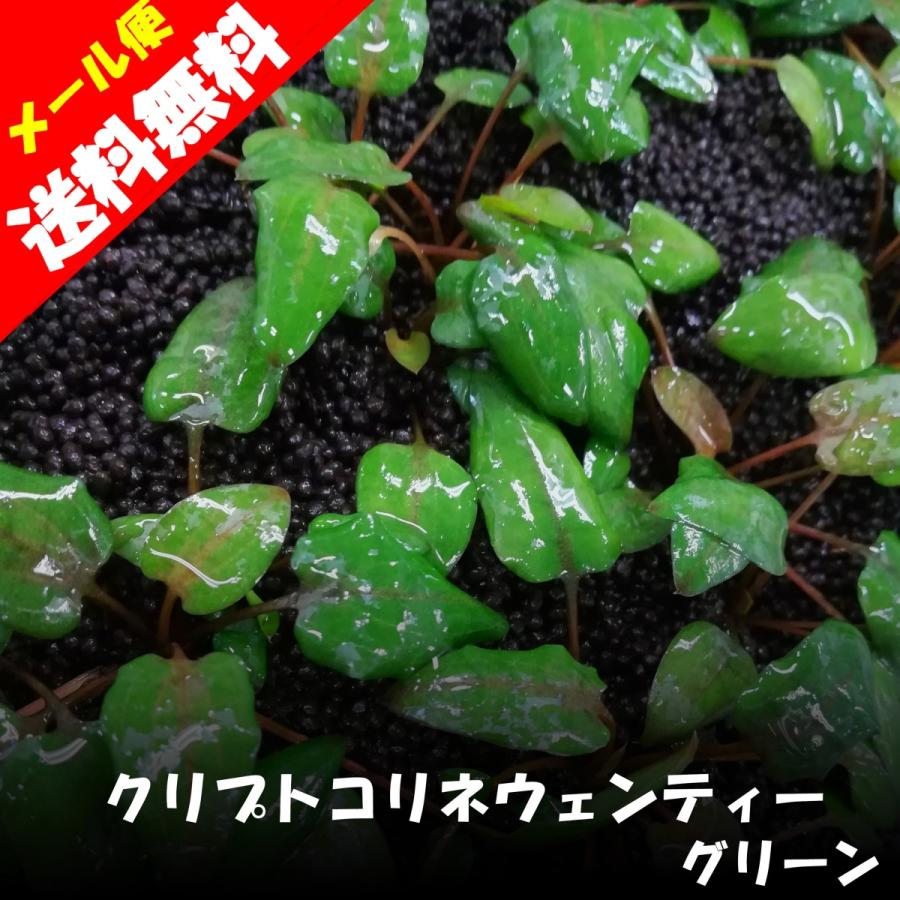 水草 国産 クリプトコリネ ウェンティー グリーン 無農薬 中景草 水上葉