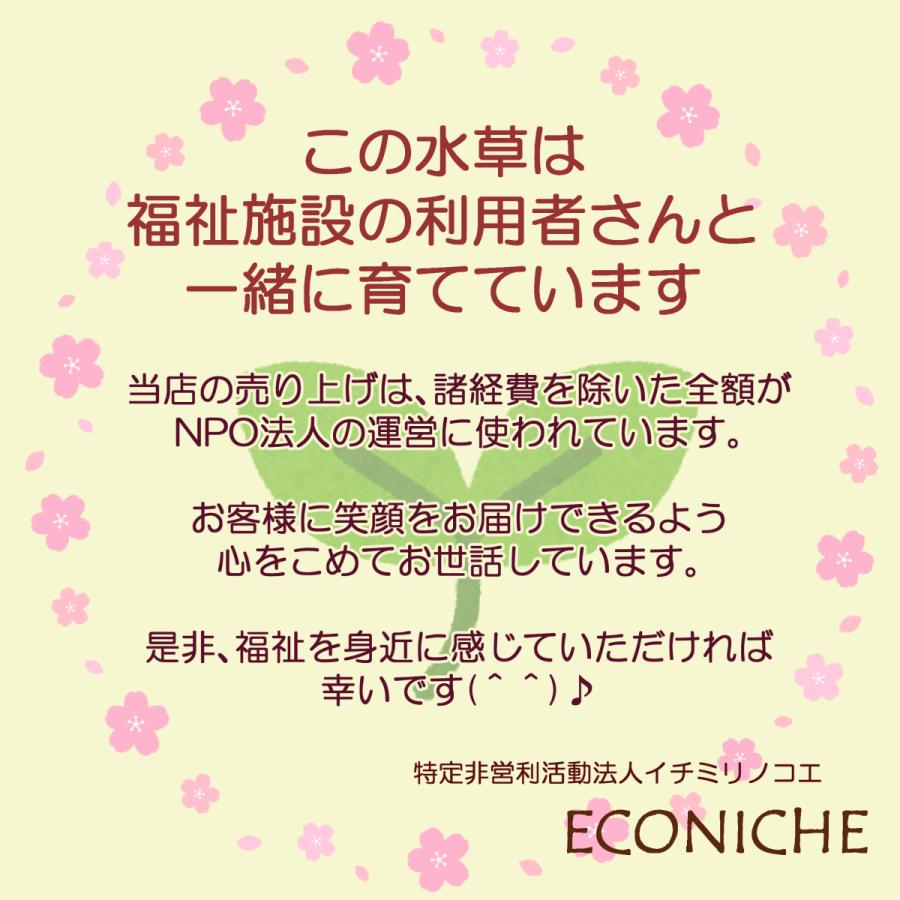 (水草）国産　サンショウモ　(無農薬）　浮草｜econiche｜03