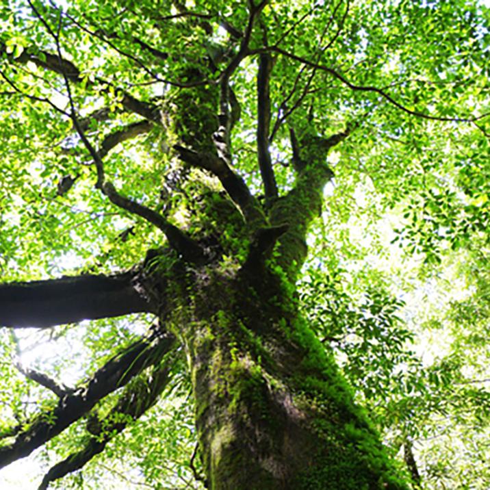 「日向しょうのう 結晶粉末 500g」　-樟脳　防虫剤　防虫　虫除け　消臭　アロマ　芳香　樟　楠　クスノキ　国産　天然　衣替え　着物　桐箪笥　雑貨- |  | 07