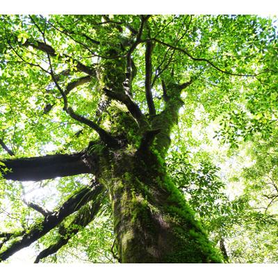 「クスノキ・エッセンシャルオイル　50ml」　-樟脳油　抗ウイルス　抗菌　蚊除け　アロマ　アロマオイル　精油　和精油　芳香　虫除け　防虫　クスノキ　国産- |  | 10