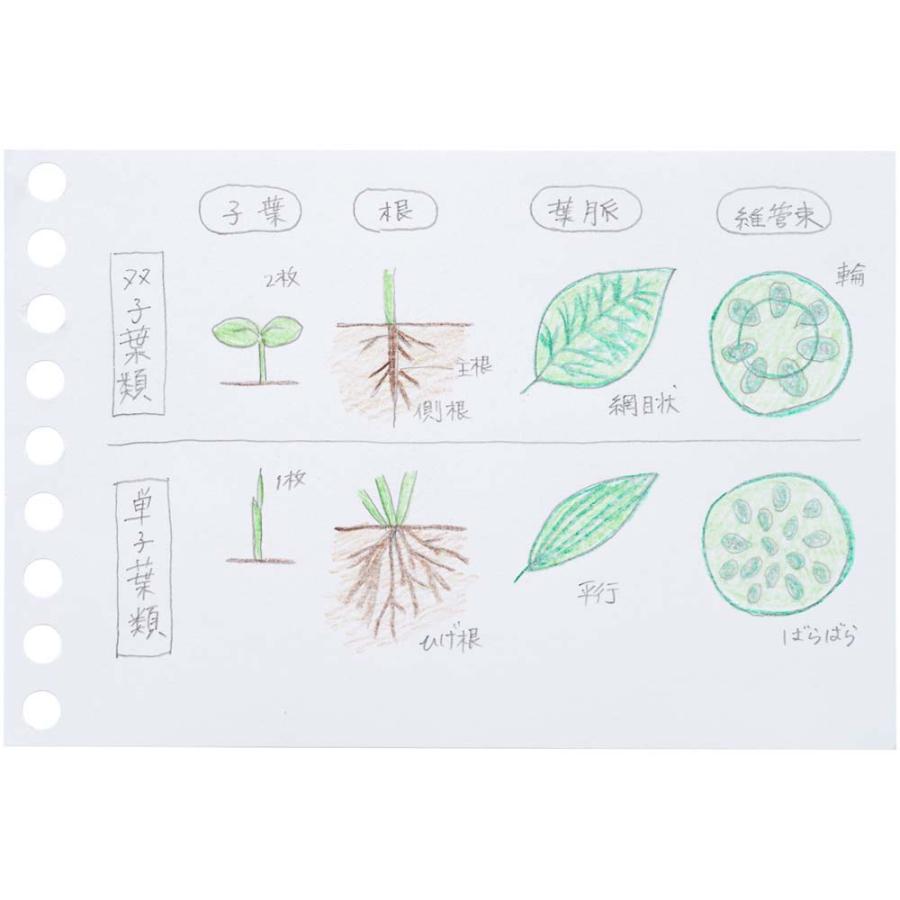 マルマン maruman ミニサイズ ルーズリーフ 無地 B7変形 L1433 | maruman | 04