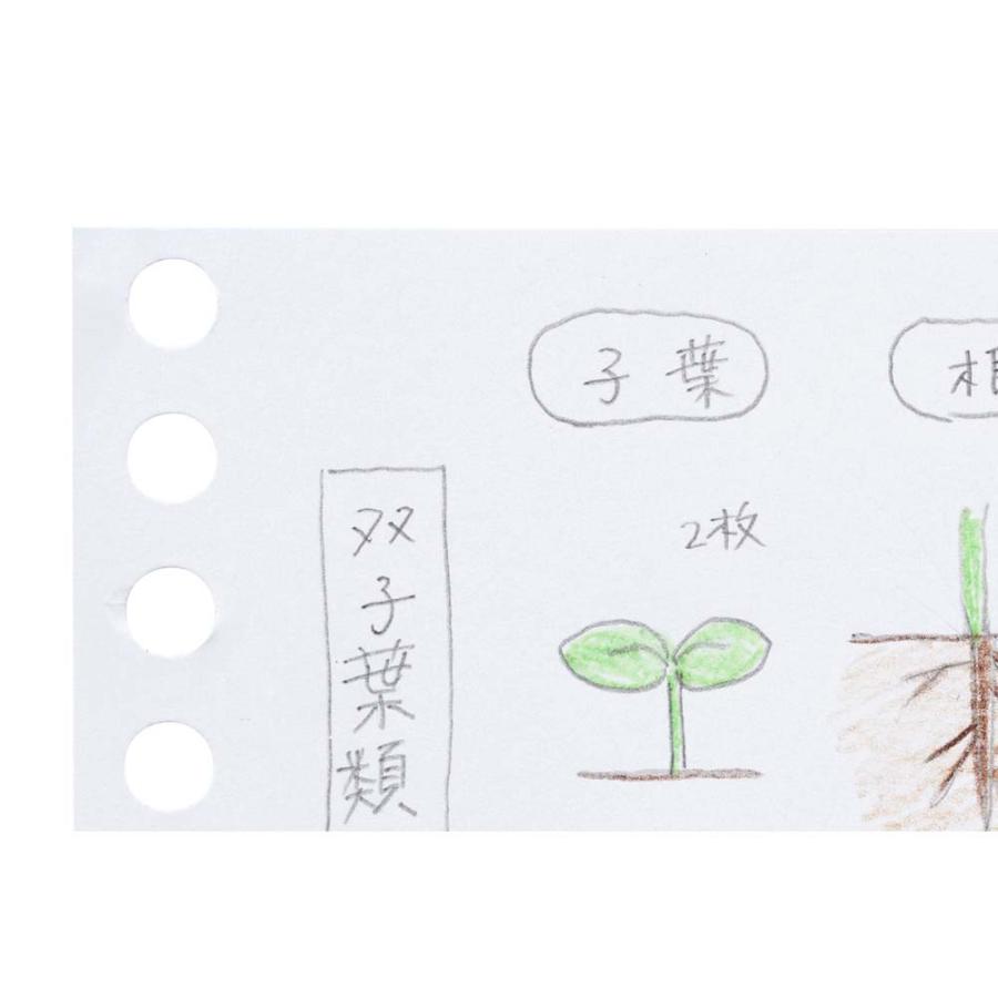 マルマン maruman ミニサイズ ルーズリーフ 無地 B7変形 L1433 | maruman | 05