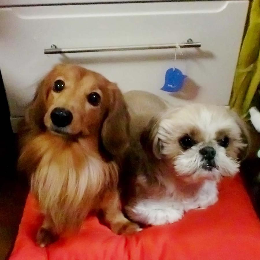 太洋 きになるニオイトリ オールマイティ 3枚入り N-A3BGR 抗菌 消臭 防カビ シート | ブランド登録なし | 05