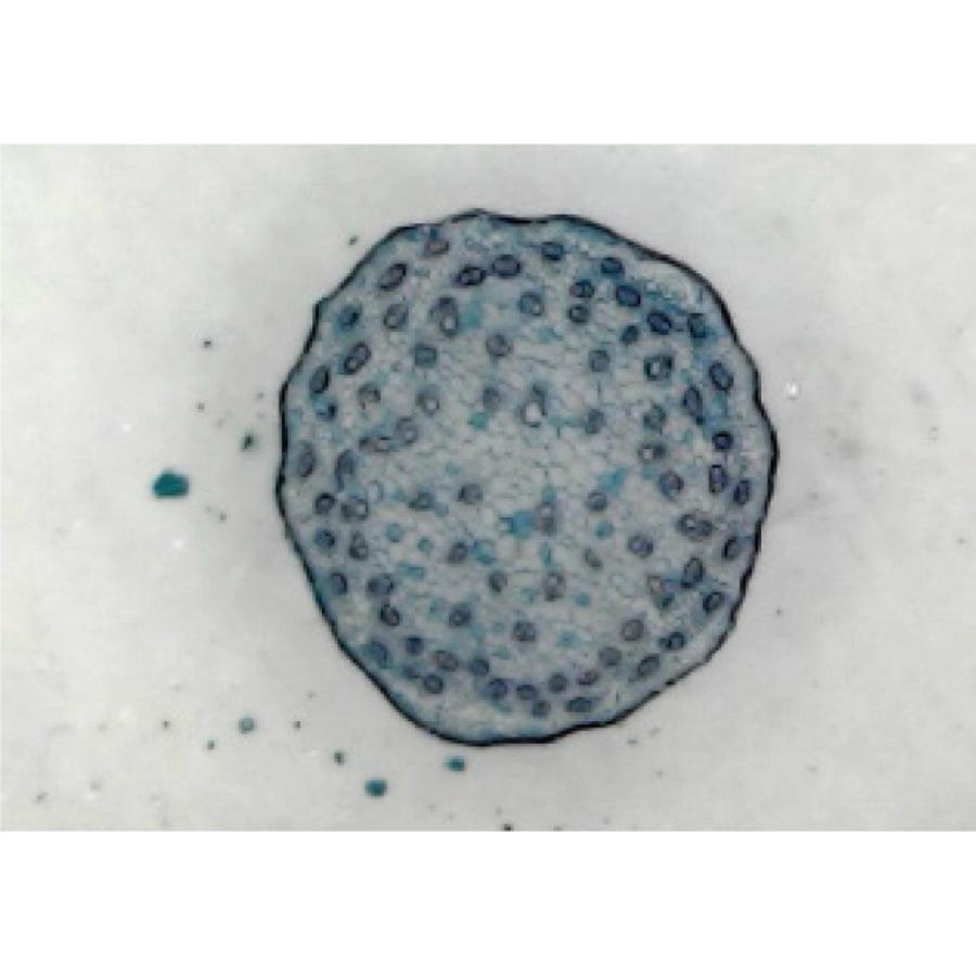 アーテック USBマイクロスコープ #91648 | ブランド登録なし | 01