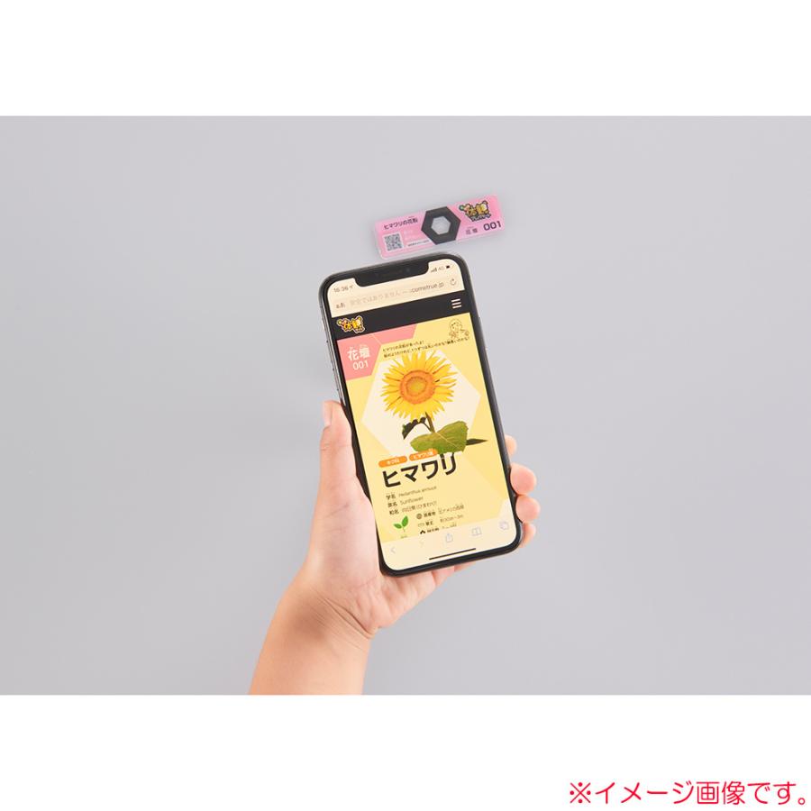 レイメイ藤井 raymay 片手サイズのハンディ顕微鏡ZOOM 倍率60-120倍 ミクロ体感セット グリーン RXTG3M | レイメイ藤井 | 11