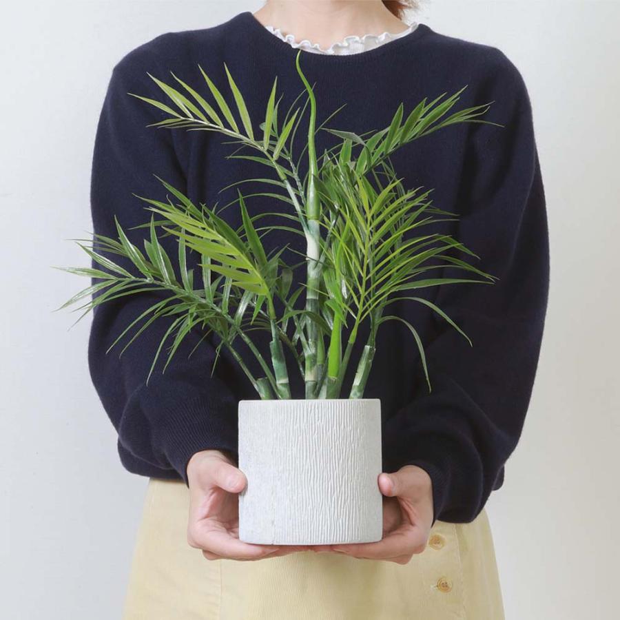 不二貿易 フェイクグリーン テーブルヤシ ペーパーポット グリーン 41130 | 不二貿易 | 03