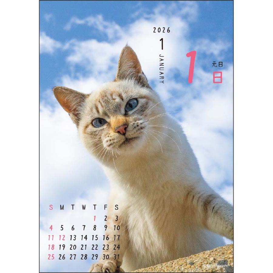 アートプリントジャパン 26年 カレンダー ニャン！！めくり 五十嵐健太 1000136880 | ブランド登録なし | 01