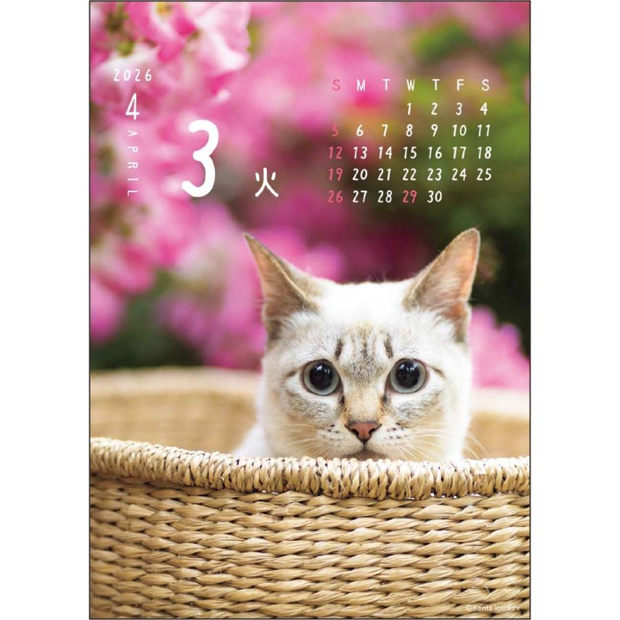 アートプリントジャパン 26年 カレンダー ニャン！！めくり 五十嵐健太 1000136880 | ブランド登録なし | 03