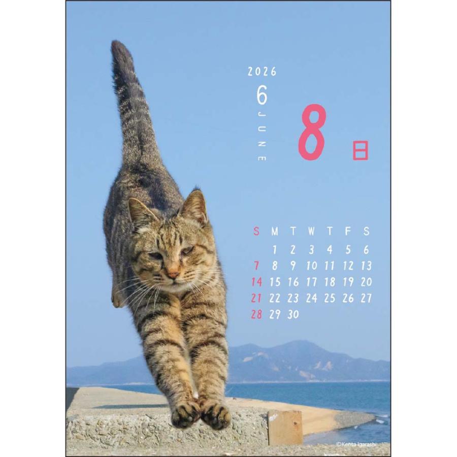 アートプリントジャパン 26年 カレンダー ニャン！！めくり 五十嵐健太 1000136880 | ブランド登録なし | 04