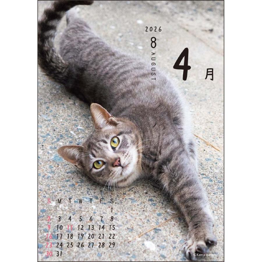 アートプリントジャパン 26年 カレンダー ニャン！！めくり 五十嵐健太 1000136880 | ブランド登録なし | 05