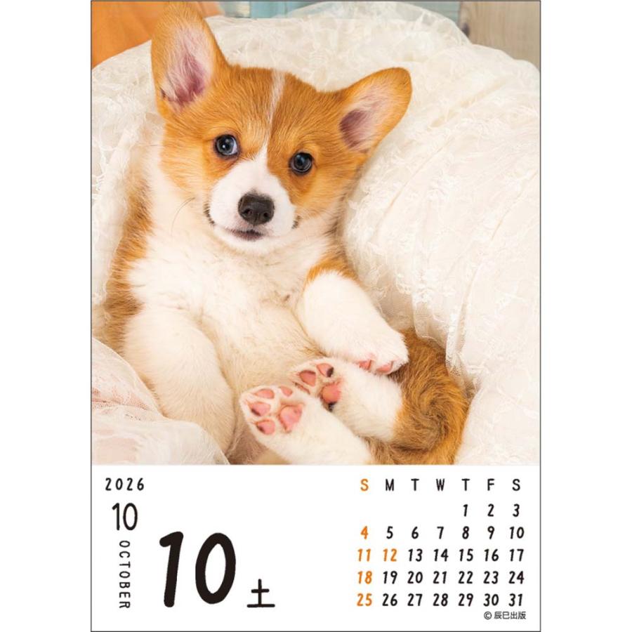 アートプリントジャパン 26年 カレンダー ワン！！めくり 1000136881 | ブランド登録なし | 02