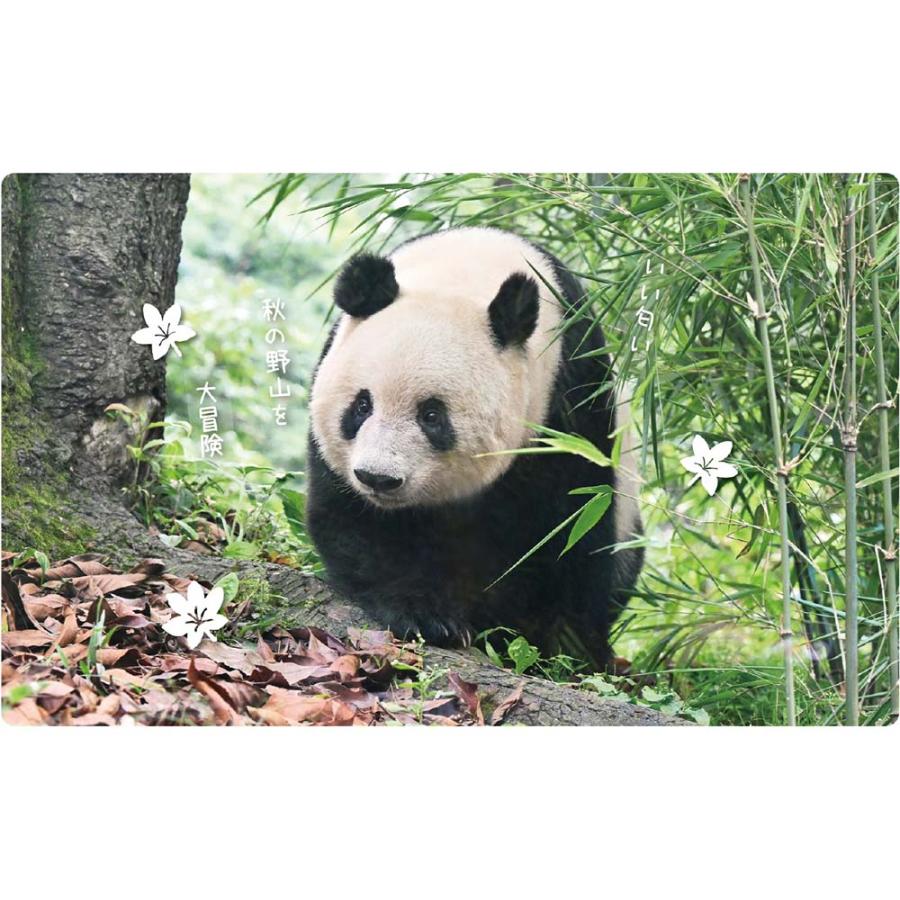 アートプリントジャパン 26年 カレンダー シャンシャン パンダ川柳 1000136893 | ブランド登録なし | 05