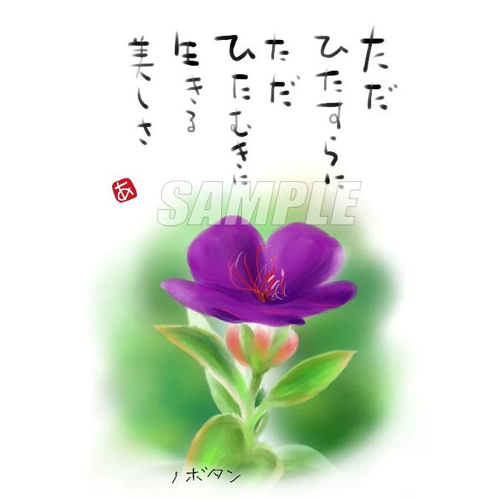 スミレとぉちゃんのメッセージはがき 花シリーズ ノボタン メール便対応 葉書 和製はがき ポストカード メッセージカード 癒し 和み 言葉 絵 16 Hana019 名前詩と花エクリチュール 通販 Yahoo ショッピング