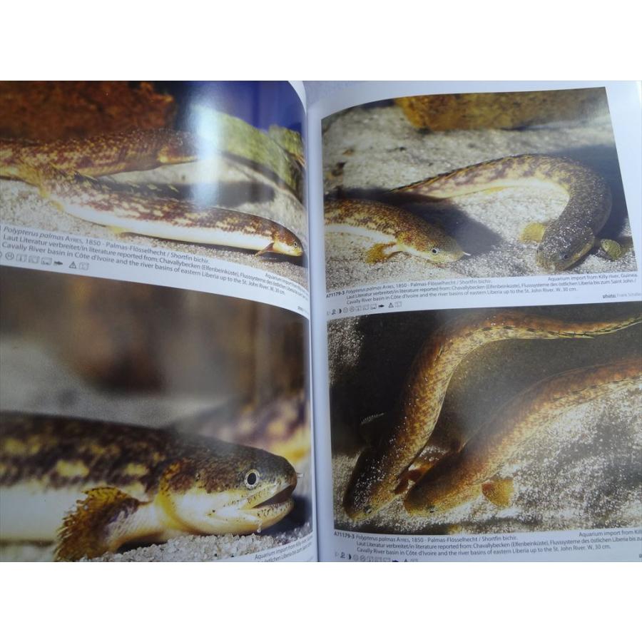 洋書 Aqualog Polypterus Flosselhechte Bichirs ポリプテルス 古代魚 本｜ecwide｜02