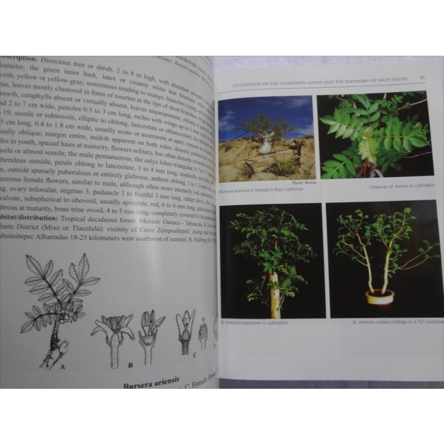 洋書 ブルセラ 写真集 植物 図鑑 Cultivation of Bursera : パーツ
