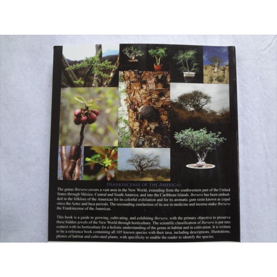 洋書 ブルセラ 写真集 植物 図鑑 Cultivation of Bursera : パーツ