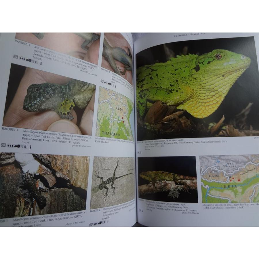 洋書 テラログ Terralog 南アジアのトカゲ Agamid Lizards of South. Asia/Ag. des sudl. Asiens 2｜ecwide｜02