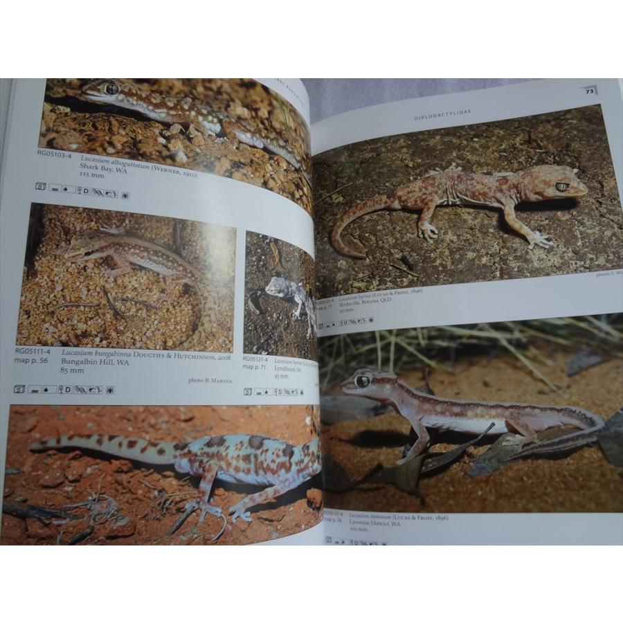 洋書 テラログ Terralog オーストラリアのヤモリ Geckos of Australia 爬虫類 本 : awa28267 : パーツワイド - 通販 - Yahoo!ショッピング 洋書 テラログ Terralog オーストラリアのヤモリ Geckos of Australia 爬虫類 本 : awa28267 : パーツワイド - 通販 - Yahoo!ショッピング