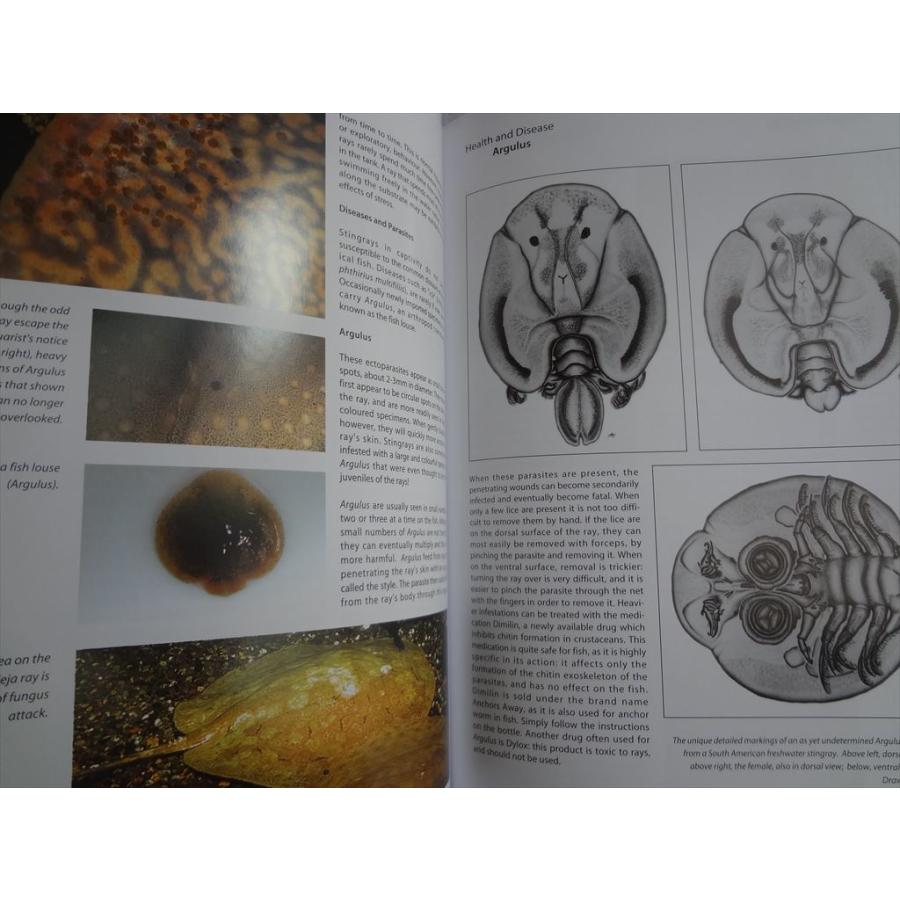 淡水エイ　魚　洋書　Aqualog 南アメリカ　南米　Ray 淡水魚　熱帯魚　魚 淡水エイ 魚 洋書 Aqualog 南アメリカ 南米 Ray 淡水魚 熱帯魚