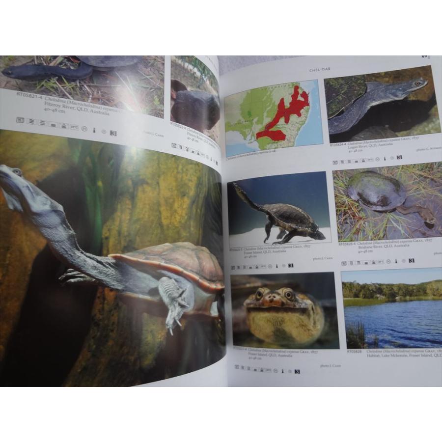 亀のレアな本 encyclopaedia of TURTLES 亀のレアな本 encyclopaedia