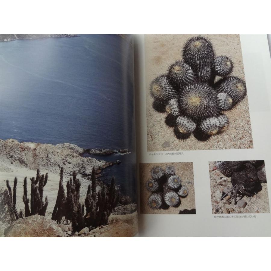 チリ・ボリビア紀行 コピアポアとエキノプシス・アタカメンシスを見る