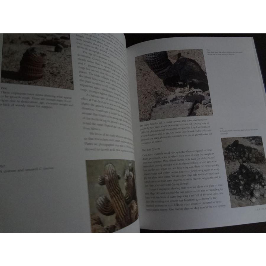 洋書植物 Elsa Felsko 植物図鑑2冊 Blumen fibel 洋書 すずらん