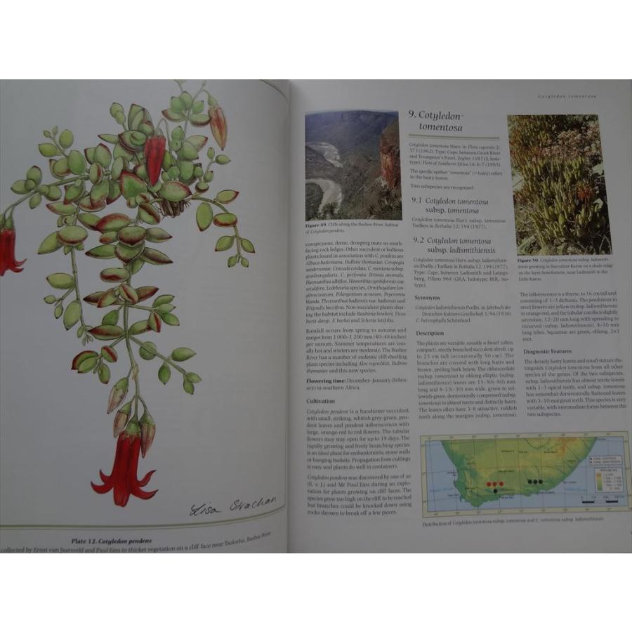 多肉植物 洋書 Cotyledon ＆ Tylecodon コチレドンとチレコドン 図鑑