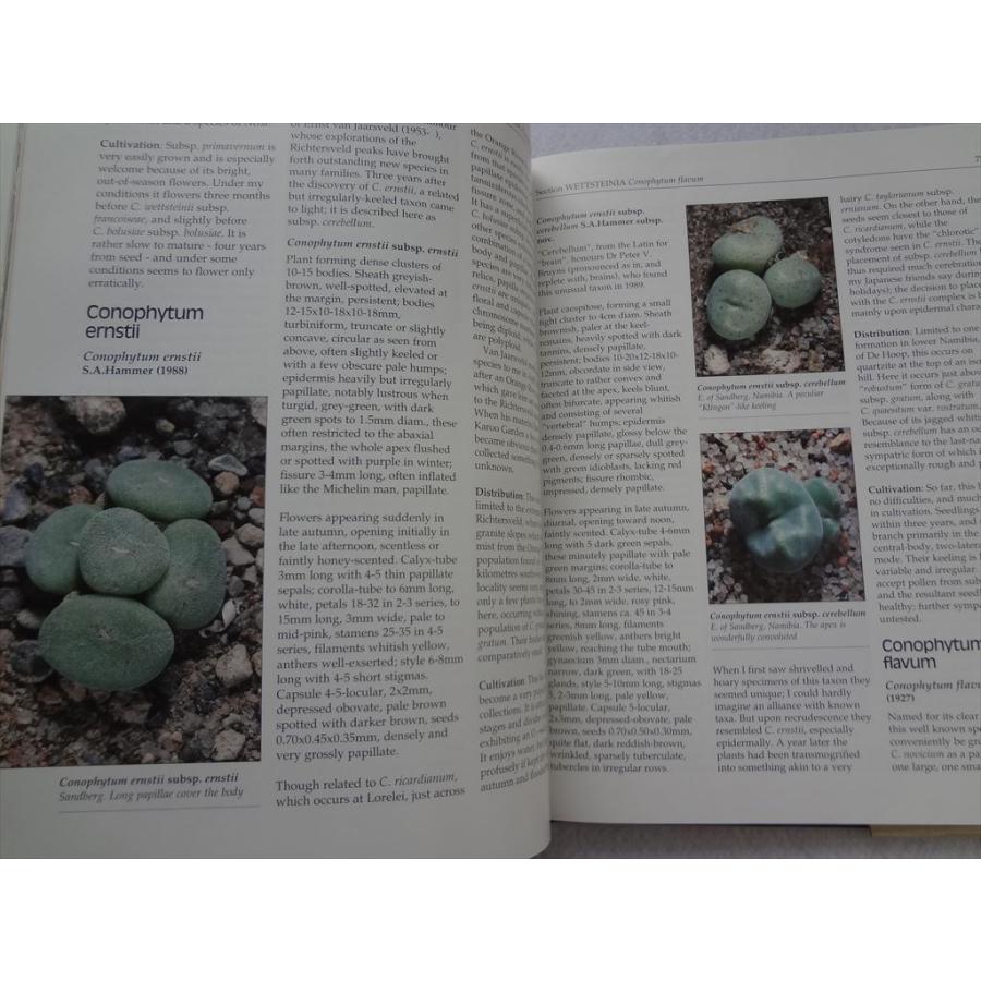 New Views of the Genus Conophytum コノフィツム Dumpling And His Wife: New Views Of The Genus Conophytum