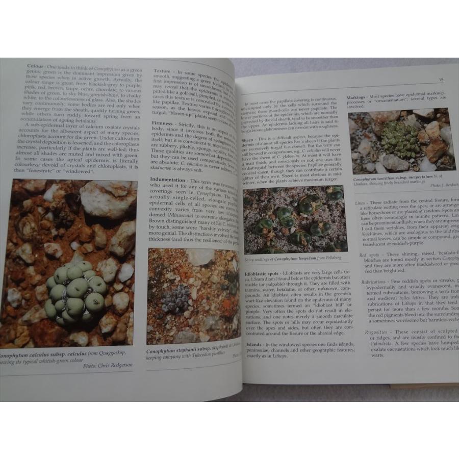 多肉植物 洋書 Genus Conophytum A Conograph Steven Hammer