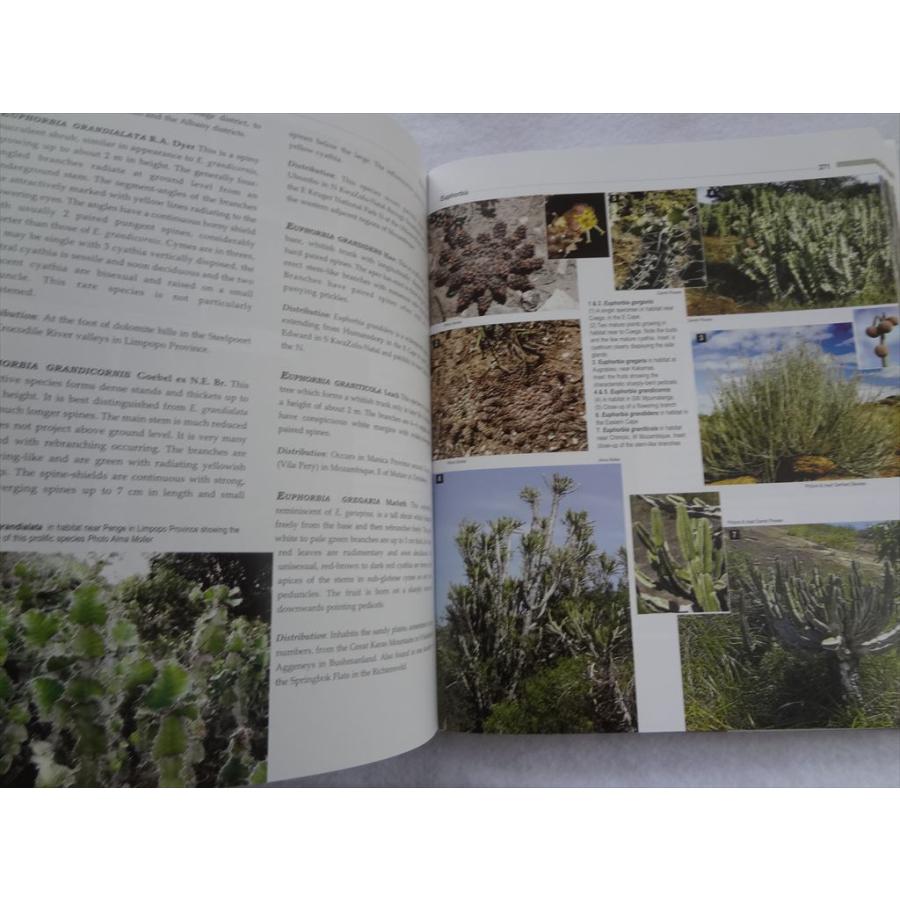 限 定 販 売 本 図鑑 Africa Southern Of Succulents 洋書 多肉植物 南アフリカ 書籍 Frandsen Robin 新品 野草 植物 Xtremedisplay Ca