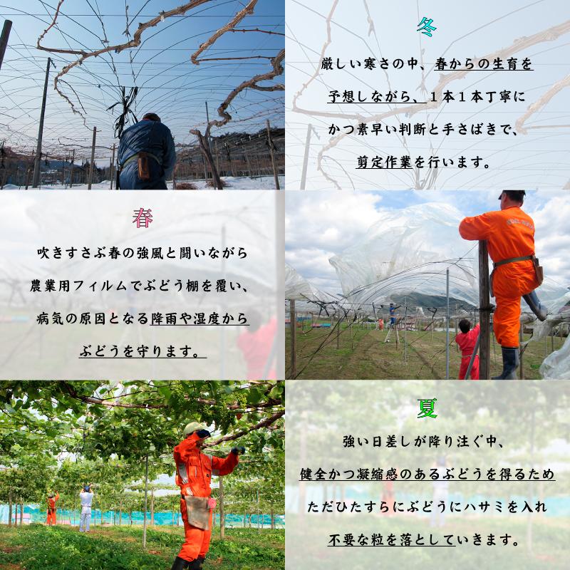 やや辛口 白ワイン 750ml 五月長根リースリング・リオン 白 コルク栓 岩手県産 日本ワイン | EDEL WEIN | 11