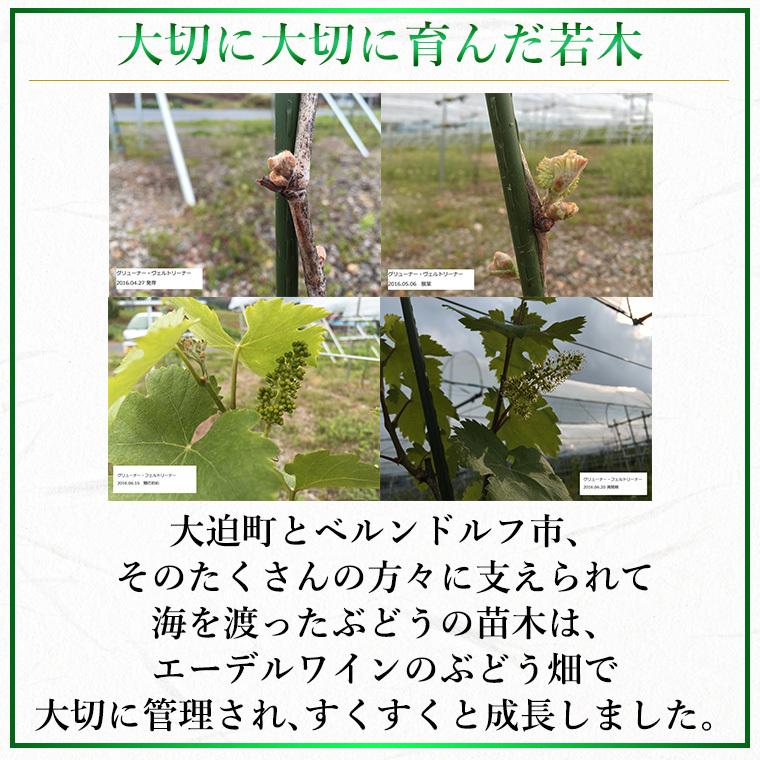 白ワイン 辛口 グリューナー・ヴェルトリーナー 2024 白 750ml コルク栓 エーデルワイン 岩手県産 グリューナー・ヴェルトリーナー 日本ワイン |  | 05