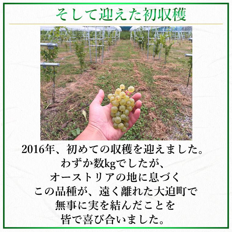 白ワイン 辛口 グリューナー・ヴェルトリーナー 2024 白 750ml コルク栓 エーデルワイン 岩手県産 グリューナー・ヴェルトリーナー 日本ワイン |  | 06