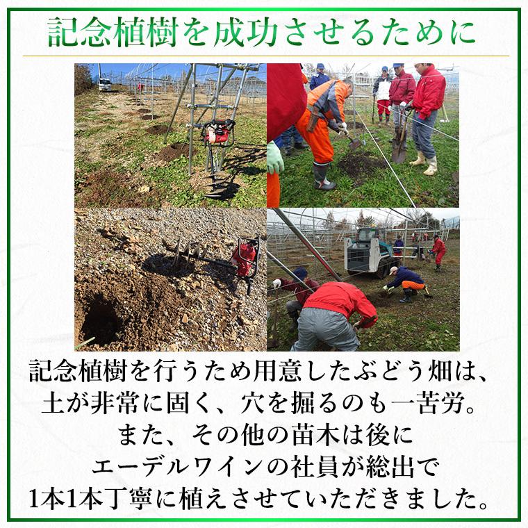 白ワイン 辛口 グリューナー・ヴェルトリーナー 樽熟成 2023 白 750ml コルク栓 エーデルワイン 岩手県産 グリューナー・ヴェルトリーナー 日本ワイン |  | 04