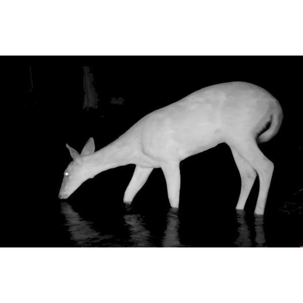 ブッシュネル Bushnell 119987C トロフィーカムXLT32MPノーグロウDC4K