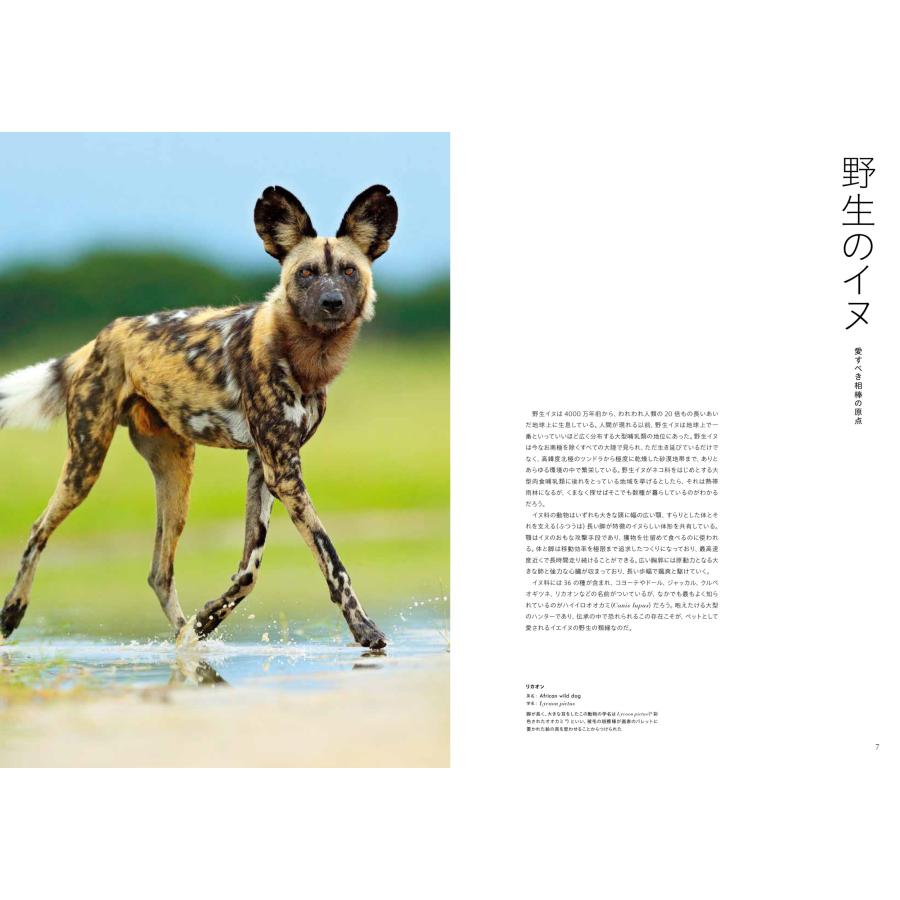 世界の飼い犬と野生犬』トム・ジャクソン 菊水 健史 倉橋 俊介 世界の飼い犬と野生犬』トム・ジャクソン 菊水 健史 倉橋 俊介