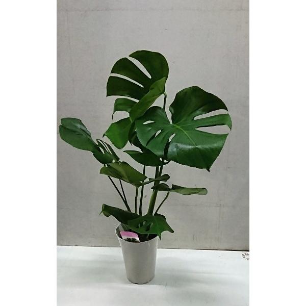 観葉植物 モンステラ 高さ約150cm幅約150cm 鉢付き 幹立ちモンステラ 【サイズ】8号サイズ 【高さ】150cm 【横幅】95cm 幹