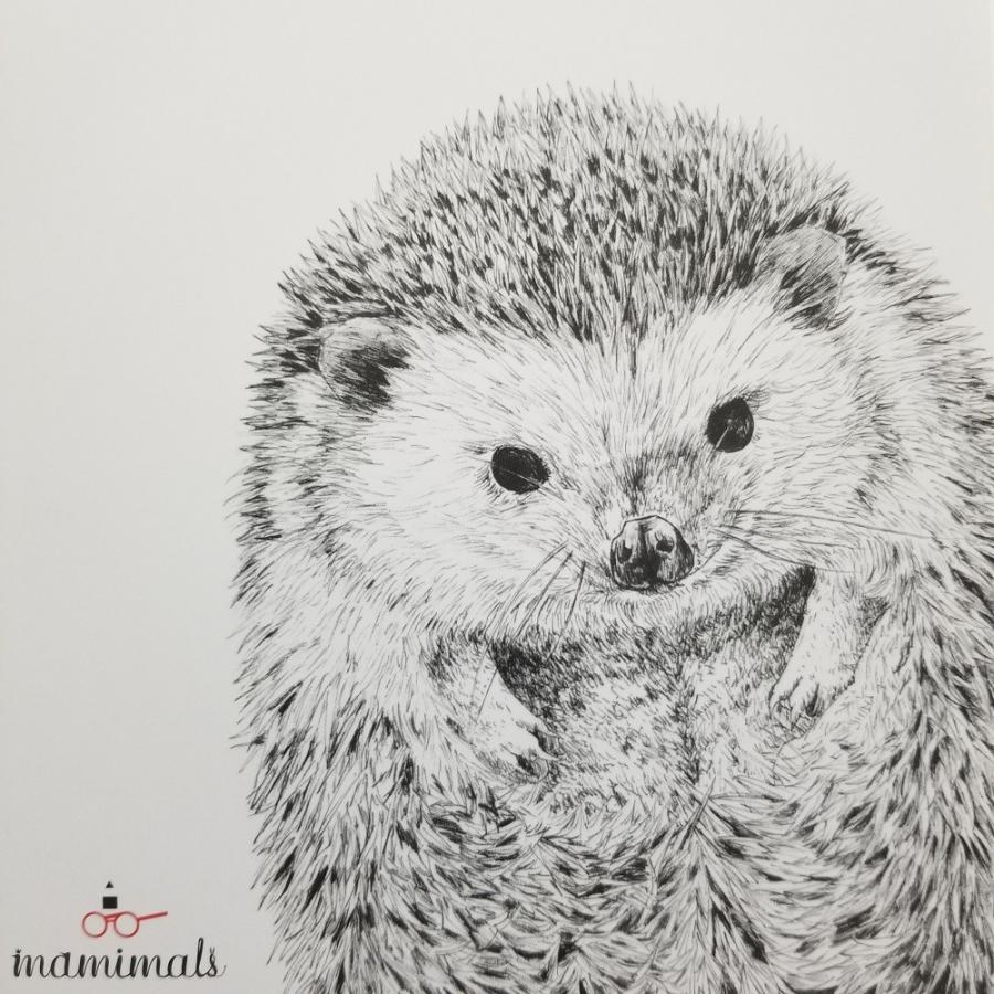 なかの真実 かわいい A5ノート ノート 動物 はりねずみ Nma5ノート ｈｅｄｇｅｈｏｇ Nma501 ざっかたうん 通販 Yahoo ショッピング