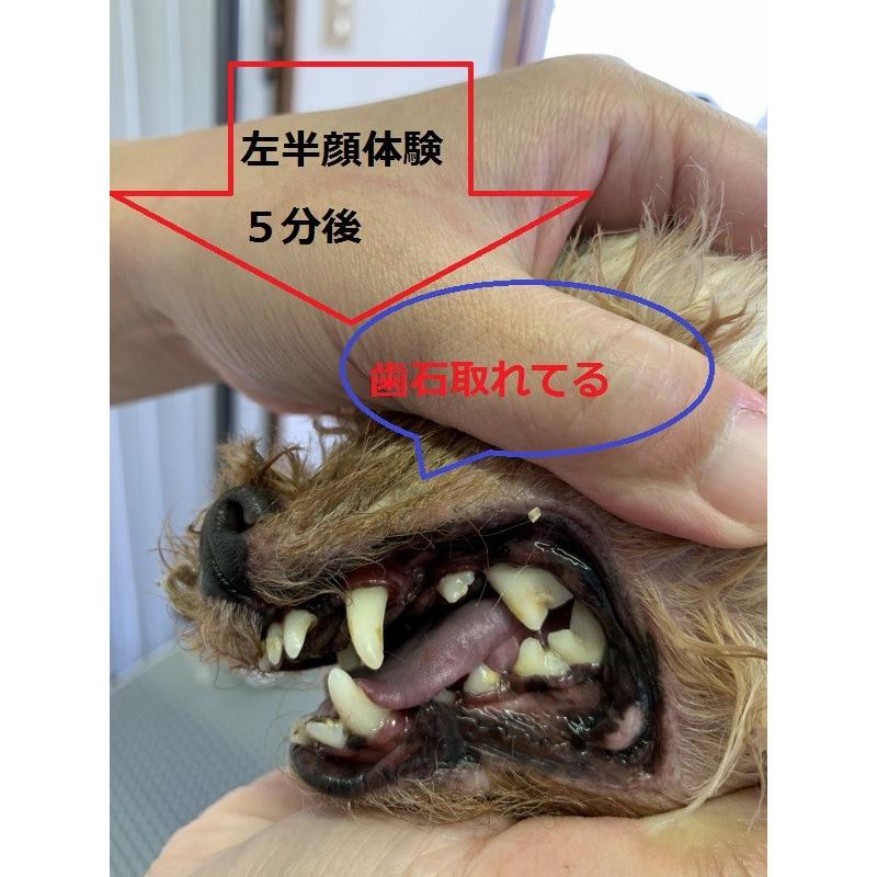 犬 歯磨き 犬 歯石除去 イオン犬はみがき 無添加 犬 デンタルケア 犬口臭  犬猫歯磨き粉｜edogmeister3｜07