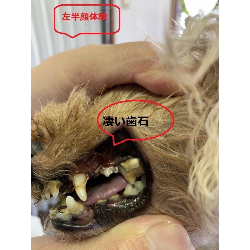 イオンはみがき業務用 口臭対策 無添加 簡単塗るだけ 犬嫌がらない 無味透明ジェル 0 30ml 102 Edog Meister 通販 Yahoo ショッピング