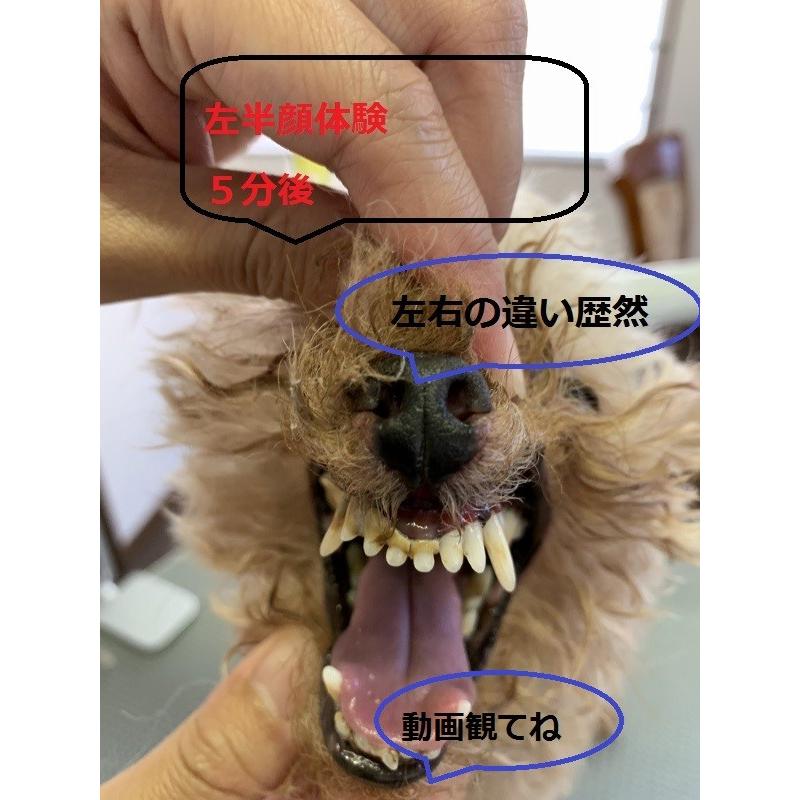 イオンはみがき ゼオテクニックミニ 塗るだけ簡単 犬デンタルケア 口臭 歯石 汚れ除去 嫌がらない :126:edog・meister - 通販 - Yahoo!ショッピング イオンはみがき ゼオテクニックミニ 塗るだけ簡単 犬デンタルケア 口臭 歯石 汚れ除去 嫌がらない :126:edog・meister - 通販 - Yahoo!ショッピング